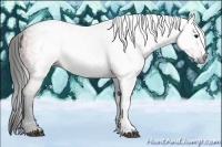 Horse Color:Gray Bay 