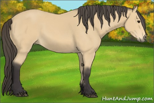 Horse Color: Unknown 