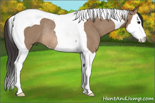 Horse Color: Unknown 