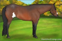 Horse Color:Bay Roan 