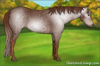 Horse Color:Gray Chestnut 