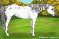 Horse Color:White Spotted Blue Roan Splash Frame Near Leopard 