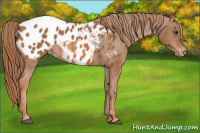 Horse Color:Chestnut Appaloosa 