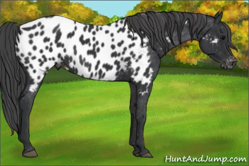 Horse Color: Black Near Leopard 