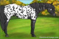 Horse Color:Black Near Leopard 