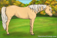 Horse Color:Palomino