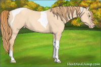 Horse Color:Gold Champagne Dun Tobiano 