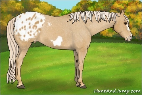 Horse Color:Palomino Frame Appaloosa 