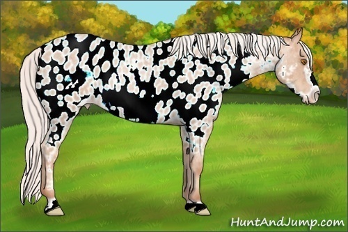 Horse Color: ERROR: UNKNOWN ANOMALY
