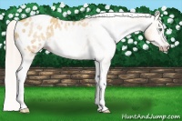Horse Color:Gray Silver Amber Cream Champagne Roan Dun Splash Tobiano Frame Appaloosa Rabicano 