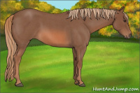 Horse Color:Red Roan 