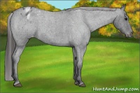 Horse Color:Blue Roan Blanket 