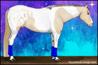 Horse Color:Buckskin Dun Tobiano Appaloosa
