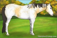 Horse Color:White Spotted Buckskin 