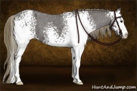 Horse Color:White Spotted Smoky Black Splash Appaloosa 