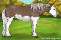Horse Color:Silver Black Splash