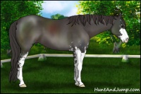 Horse Color:Smoky Black Sabino 