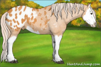 Horse Color:Chocolate Palomino Splash Appaloosa 