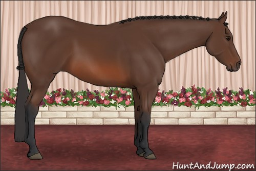 Horse Color: Bay 