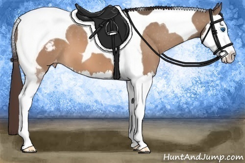 Horse Color:Bay Dun Splash Tobiano Blanket