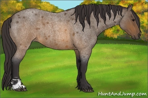Horse Color:Buckskin Roan Sabino