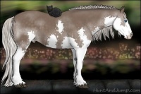 Horse Color:Silver Black Splash 