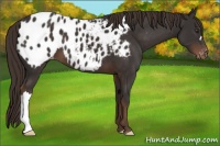 Horse Color:Liver Chestnut Near Leopard 