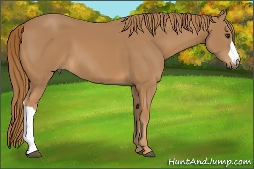 Horse Color:Unknown 
