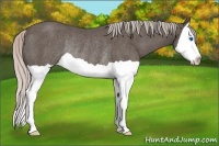 Horse Color:Silver Black Splash Rabicano 
