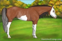 Horse Color:Bay Splash Frame Rabicano 