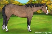 Horse Color:Bay Dun Splash 