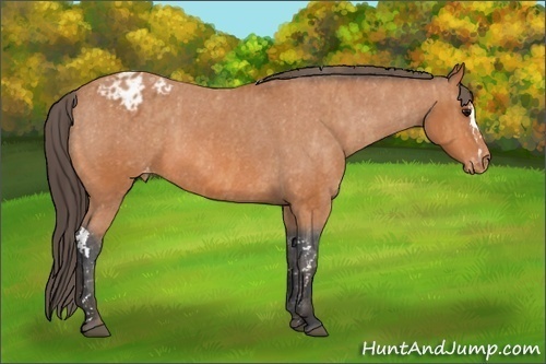 Horse Color:Bay Splash Tobiano Blanket  Brindle