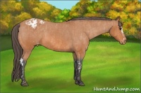 Horse Color:Bay Splash Tobiano Blanket  Brindle
