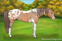 Horse Color:Bay Splash Tobiano Appaloosa  Brindle