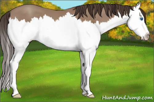 Horse Color: Classic Champagne Sabino Splash 