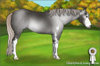 Horse Color:Gray Silver Black Sabino 