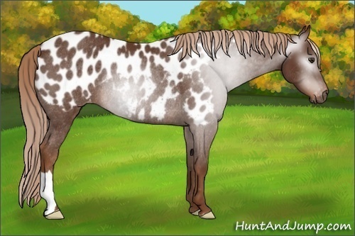 Horse Color:Gray Chestnut Blanket Rabicano