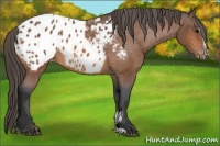 Horse Color:Bay Sabino Blanket Rabicano 
