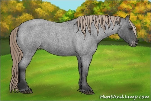 Horse Color: Liver Red Roan Varnish 