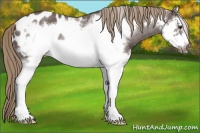 Horse Color:Liver Red Roan Splash Frame Appaloosa 