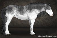 Horse Color:White Spotted Blue Roan Rabicano  Brindle