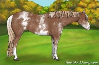 Horse Color:White Spotted Chestnut Sabino 