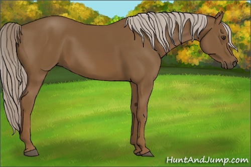 Horse Color: Chocolate Palomino 