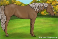 Horse Color:Chocolate Palomino 
