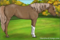 Horse Color:Chocolate Palomino Roan 
