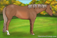 Horse Color:Chestnut 