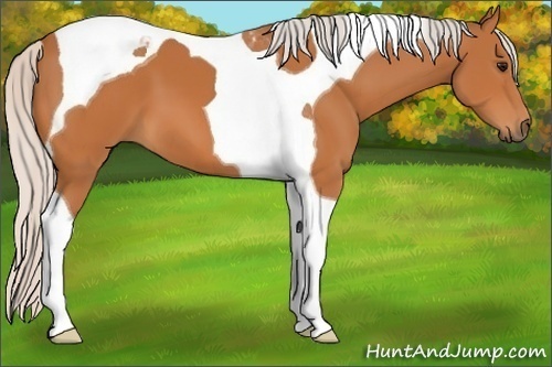 Horse Color: Silver Bay Tobiano 