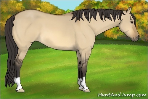 Horse Color: Buckskin Dun 