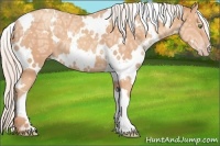 Horse Color:White Spotted Silver Amber Champagne Ice 
