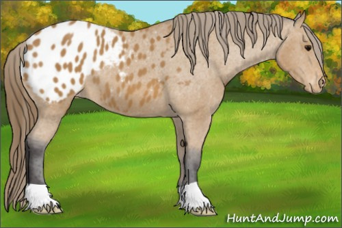 Horse Color: Buckskin Blanket 